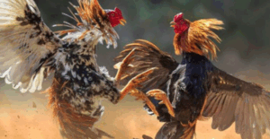 Read more about the article Trò Chơi Đá Gà: Lựa Chọn Hàng Đầu Khi Chơi Tại Kubet88 Ku11